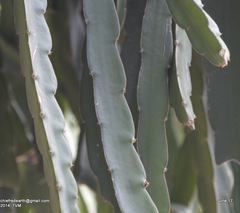 Selenicereus undatus