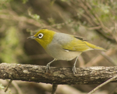 Zosterops lateralis cornwalli