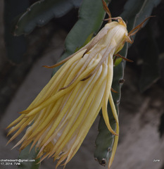 Selenicereus undatus