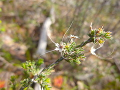 Calytrix tetragona