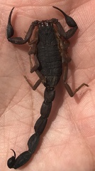 Centruroides margaritatus