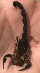 Centruroides margaritatus