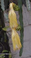 Selenicereus undatus