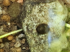 Ancylus fluviatilis