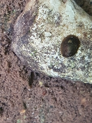 Ancylus fluviatilis