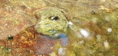 Ancylus fluviatilis
