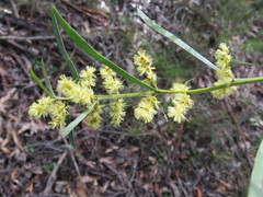Acacia mucronata longifolia