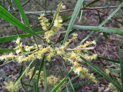 Acacia mucronata longifolia