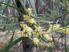 Acacia mucronata longifolia