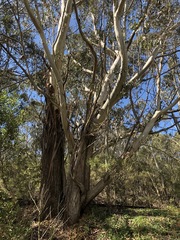 Eucalyptus oreades