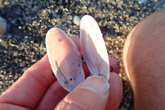 Gari lineolata