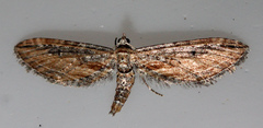 Eupithecia acutipennis