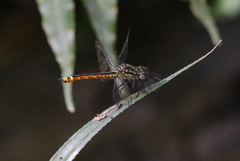 Archaeophlebia martini