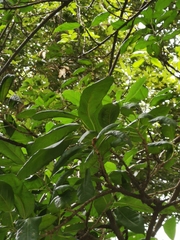 Fagaceae