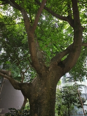 Fagaceae