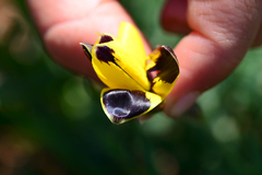 Hesperantha vaginata