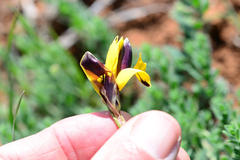 Hesperantha vaginata