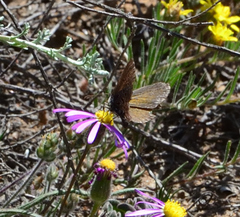 Lepidochrysops mcgregori
