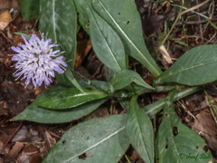 Knautia dipsacifolia