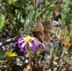 Lepidochrysops mcgregori