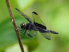 Atratothemis reelsi