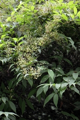Deutzia lemoinei