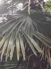 Arecaceae