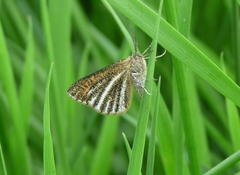 Isturgia limbaria