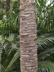 Arecaceae