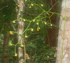 Pseudovanilla foliata