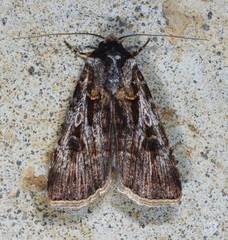 Agrotis radians