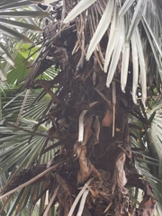 Arecaceae