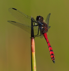 Austrothemis nigrescens