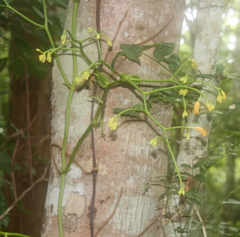 Pseudovanilla foliata