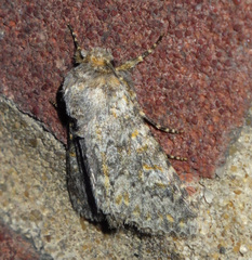 Polymixis flavicincta