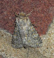 Polymixis flavicincta