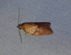 Epiphyas postvittana