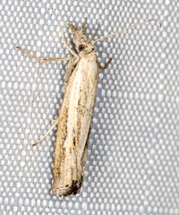 Ptochostola microphaeellus