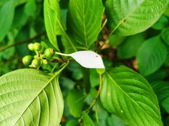Mussaenda shikokiana