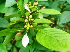 Mussaenda shikokiana