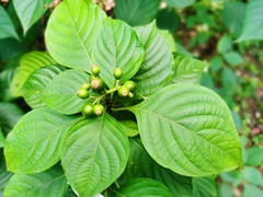 Mussaenda shikokiana