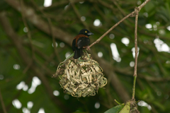 Ploceus castaneofuscus