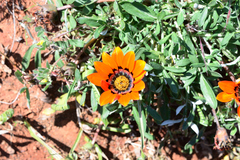 Gazania rigida