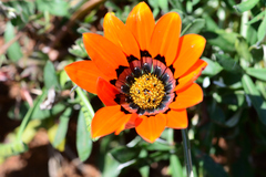 Gazania rigida