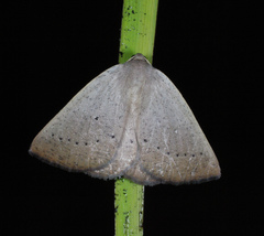 Amelora oncerodes