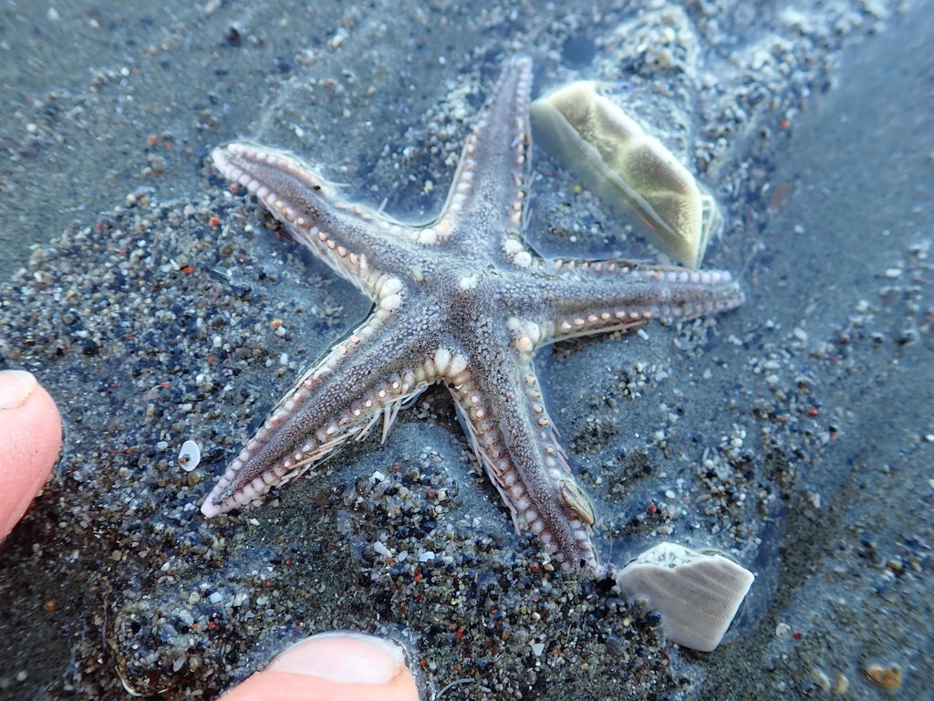 Brown-spotted Sand Star