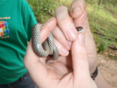 Coluber constrictor foxii