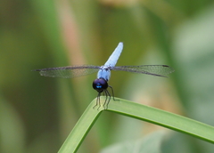 Brachydiplax duivenbodei