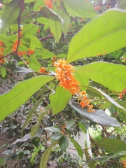 Osmanthus fragrans