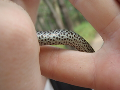 Coluber constrictor foxii